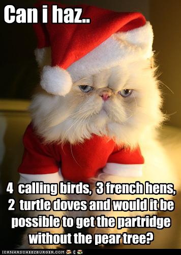 funny birds. funny-pictures-cat-asks-for-
